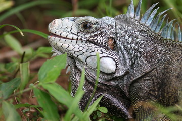 green iguana