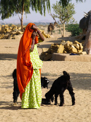 Indian woman with black goats