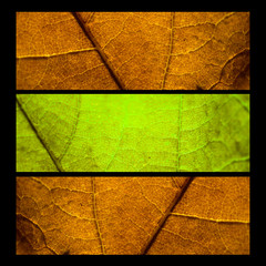 Collage with three mapple leafs - autumn concept