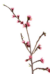 Peach blossoms 