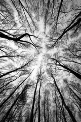 forest trees after fire - black and white