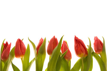 red tulips