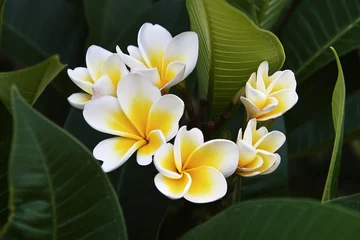 Zelfklevend Fotobehang Frangipani tropical flowers from deciduous tree, plumeria © poco_bw