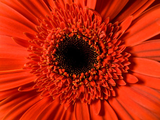 gerbera, flower,