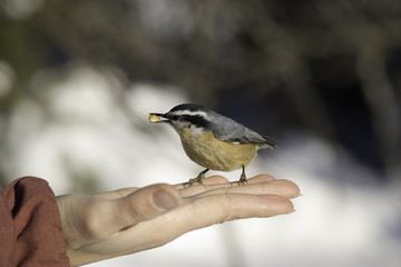 to eat in the hand