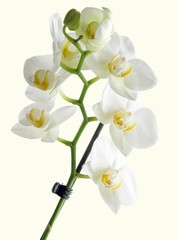 bunch of white and yellow orchid isolated