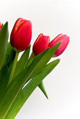 rote tulpen-freigestellt 3
