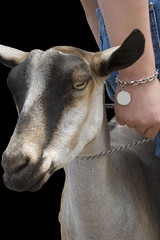 Young Goat with Clipping Path