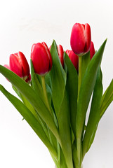 rote tulpen-freigestellt 4