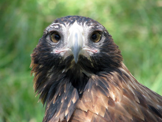 eagle close up