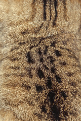Fur 