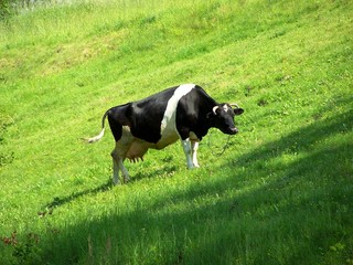 cow on pasture eating grass