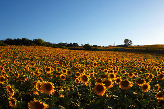 France-33. Canal-du-Medi. Fild of sunflovers