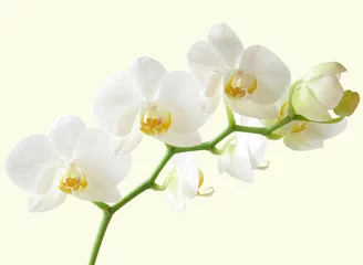 Papier Peint photo Lavable Orchidée bouquet de fleurs d& 39 orchidées blanches et jaunes