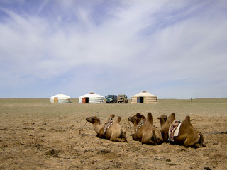Chameaux et yourtes en Mongolie