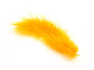Orange feather isolated