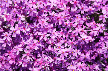 Flowerbed of white Primula flowers .