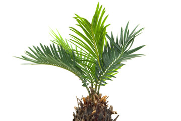 Real dwarf palm tree 