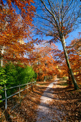 Chemin de forêt en automne avec arbres colorés