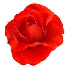 One isolated red rose on white background.