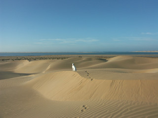 Fototapeta na wymiar un dalmatien seul sur des dunes