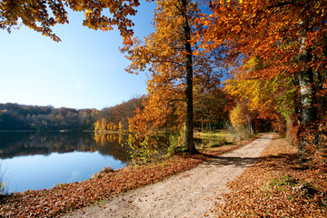 Chemin de forêt en automne avec arbres colorés près d'un lac