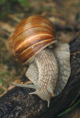 Schnecke
