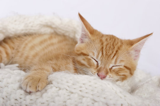 Babykatze schlafend