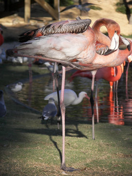 multi-colored flamingo