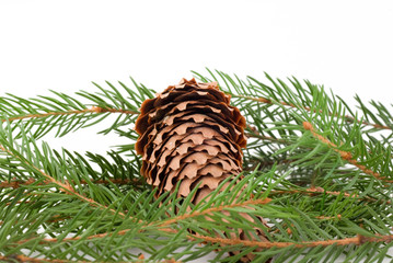 cone and spruce twigs
