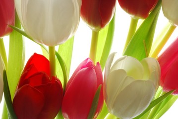 Gros plan du bouquet de tulipes rouges et blanches