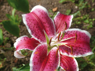 Red lily in a garden. Pestles and stamens. 