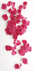 rosarote rosen