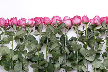 rosa rosen