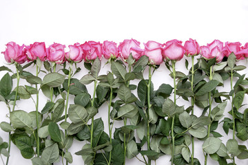 rosa rosen