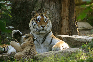 Tigresse et son jeune tigre