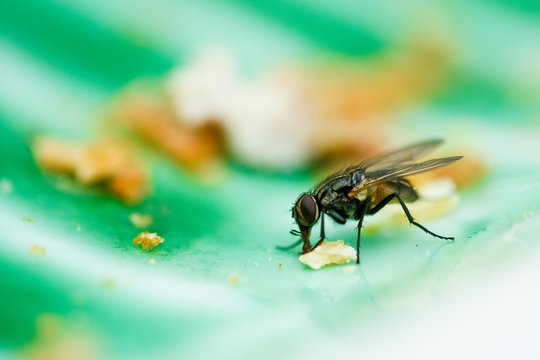Macro de mouche en plein repas