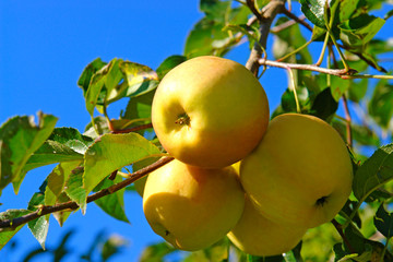 Äpfel Golden Delicious