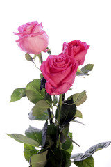 rosa rosen