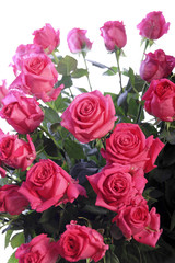 rosa rosen