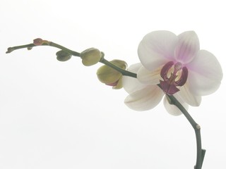 pink orchid flower