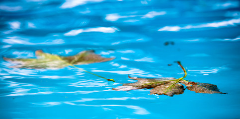 Feuille en surface d'eau bleue
