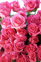 rosa rosen