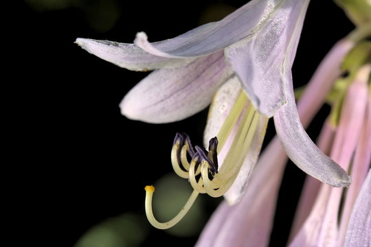 Amaryllis Belladonna