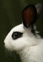 Obraz premium close up portrait of very cute rabbit