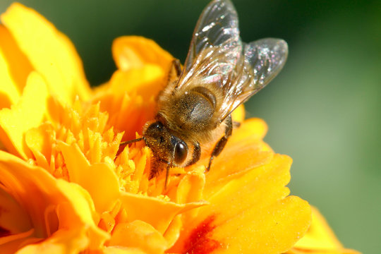 Closeup of a honey bee resting on a flower