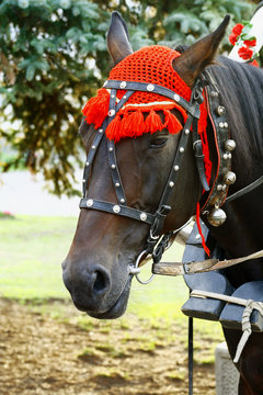 natty horse 