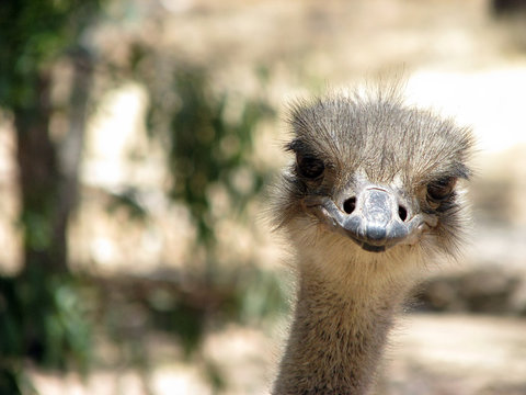 inquistive ostrich