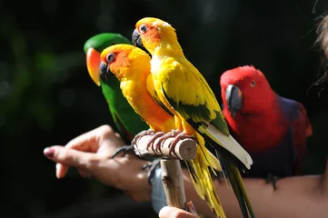Fotobehang Colourful small parrots © Arik