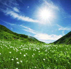 Mountain meadow